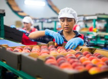 Female worker, packing peaches