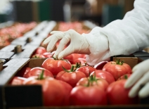 A worker in latex gloves packing ripe tomatoes at the production site
