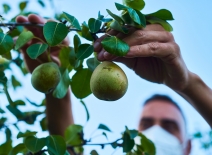 Man wearing a face masks picks pears from a tree. Photo credit: Shutterstock.