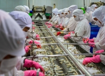 Workers processing shrimp