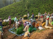 Workers meet to sort tea leaves collected across the estate. Photo credit: Shutterstock.