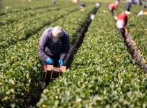 Male farm worker picking strawberries in a field