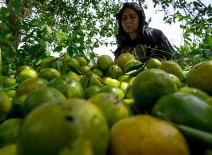 Woman harvesting citrus fruits