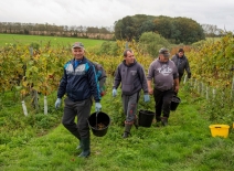 Romanian workers picking Pinot Noir grapes in a vineyard in Hampshire on a damp overcast and cloudy day in late October. Photo credit: Shutterstock.