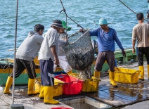 Fishermen load freshly caught fish from a ship into plastic containers. Photo credit: Shutterstock.