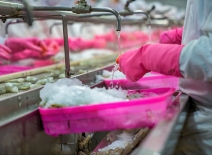Shrimp processing factory. Photo credit: Shutterstock.