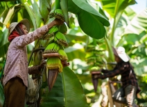 Harvesting bananas