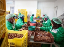 Processing nuts