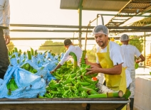 Banana supplier worker, selecting bananas for washing