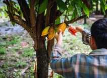 Harvesting cocoa pods