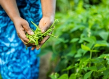 Farmer in blue dress showing green beans in hands, close-up in garden. Photo credit: Shutterstock.