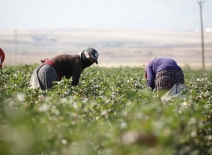 Cotton pickers in field, Türkiye