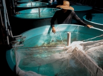 Fish hatchery worker, inspecting tanks