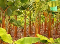 A filed full of banana trees at trunk level. Photo credit: Shutterstock.