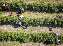 Mouzaki, Ilia, Greece: seasonal farm workers (men and women, old and young) pick and dry raisins in Greece. Raisins are produced commercially by drying harvested grape berries. Photo credit: Shutterstock.