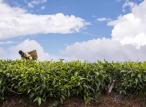 Worker picking crops in a field