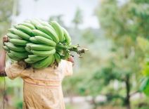 Person carries a branch of bananas on their shoulder. Photo credit: Shutterstock/MIA Studio.