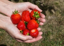 Image courtesy of Shutterstock