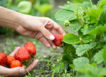 Strawberries courtesy of Tiplyashina Evgeniya-Shutterstock