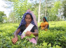 Tea pickers in Sri Lanka's western province courtesy of ILO/Alan Dow