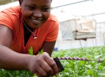 Female worker picking fresh produce, Tanzania