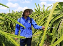 Vietnam dragon fruit farm ©ILO-Nguyễn ViệtThanh