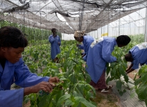 Workers Clipping Plants Vegetables Mali Photo World Bank