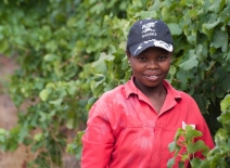 A South African winery worker in Stellenbosch